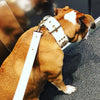 The Maximus leash white & gold