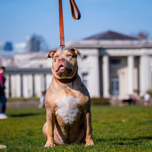 Plain Style collar brown