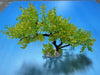 Artificial Aquarium Plant for Fish Tanks, TREE DECOR 16 aquarium plastic plant