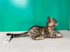 Plush American Shorthair Order to Make