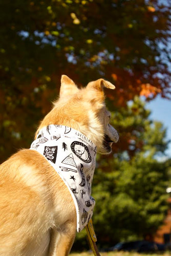 Adventure Dog Bandana