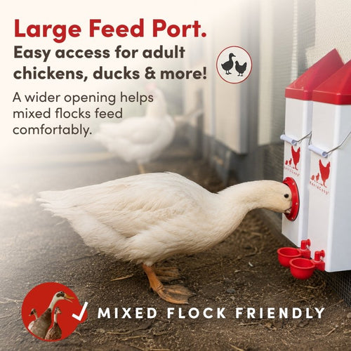 RentACoop Highrise Chicken Waterer and Feeder Set - 10lbs/2 Gal