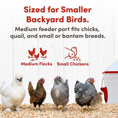 RentACoop Chick2Chicken 10lb Feeder & 2 Gal Waterer Set