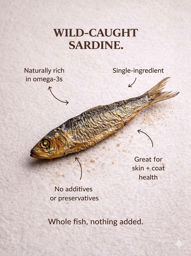 Sardines for Dogs & Cats | Omega-Rich Treat | Whisker & Tail Co.