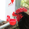 RentACoop 1 Gallon High Rise Chicken Waterer with 2 Auto-Fill Cups, Horizontal Nipples