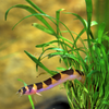 Kuhli Loach 3 Pack