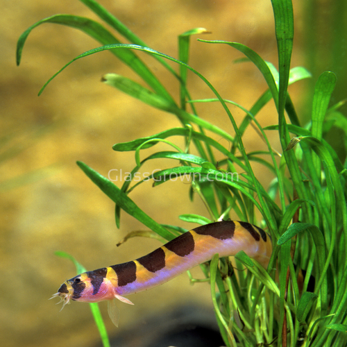 Kuhli Loach 3 Pack