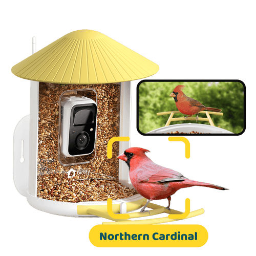 Birdfy Feeder - AI-Powered Smart Bird Feeder with Camera-Yellow