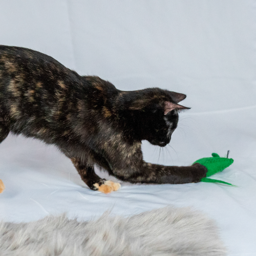 Natural Wool Mouse Cat Toy - Eco-Pouncer