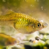 Green Cobra Endler 6 Fry Pack