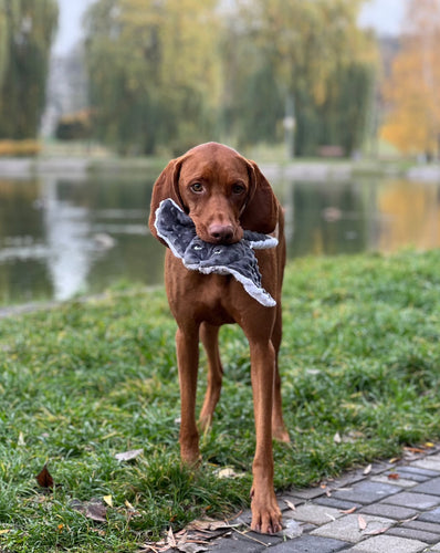 Pet Toy - Stingray