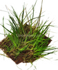 Dwarf Hairgrass 4 Coco Mat