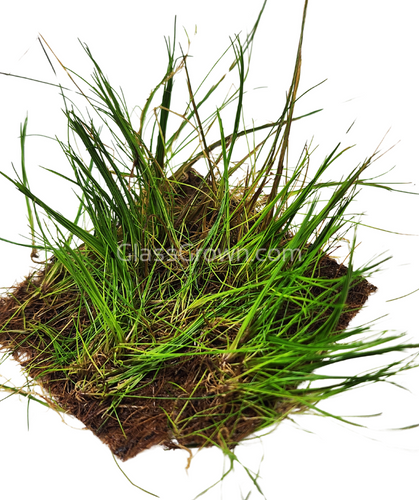 Dwarf Hairgrass 4 Coco Mat