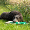 Natural Duck Dog Toy - Eco-Quacker Squeaky Toy