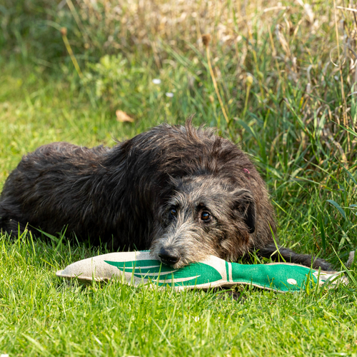 Natural Duck Dog Toy - Eco-Quacker Squeaky Toy