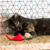 Natural Wool Cat Toy - Eco-Pouncer Mini