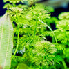 Bunch Hornwort