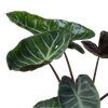 Alocasia 'Ebony'
