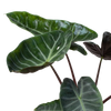 Alocasia 'Ebony'