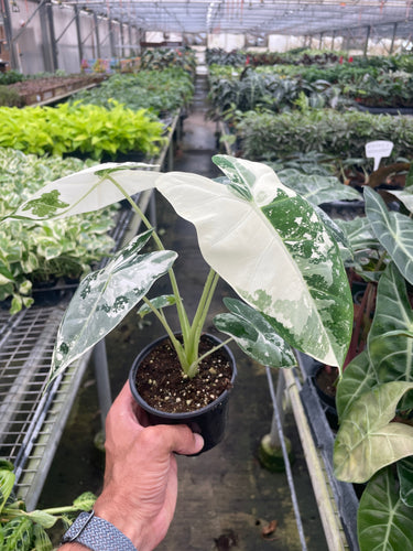 Alocasia Micholitziana 'Frydek' Variegated - 4 Pot