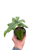 Alocasia 'Jacklyn'