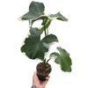 Alocasia 'Mickey Mouse' (Xanthosoma sagittifolium 'Variegatum Monstrosum')