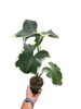Alocasia 'Mickey Mouse' (Xanthosoma sagittifolium 'Variegatum Monstrosum')