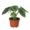 Alocasia 'Mirror Face' - 4 Pot