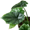 Alocasia 'Mirror Face' - 4 Pot