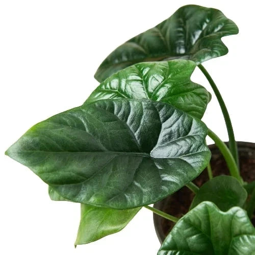 Alocasia 'Mirror Face' - 4 Pot