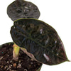 Alocasia 'Red Mambo' - 4 Pot