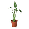 Alocasia 'Tiny Dancer' - 4 Pot