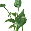 Alocasia 'Tiny Dancer' - 4 Pot