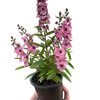 Angelonia