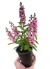 Angelonia