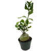 Ant Plant