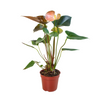 Anthurium Rainbow Champion - 4 Pot