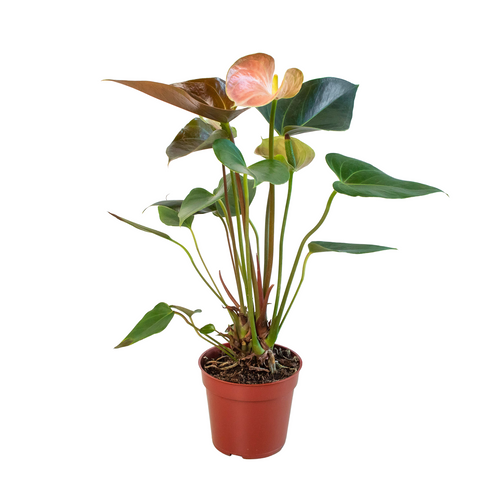 Anthurium Rainbow Champion - 4 Pot