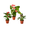 3 Anthurium Variety Pack- All Different Colors - 4 Pots