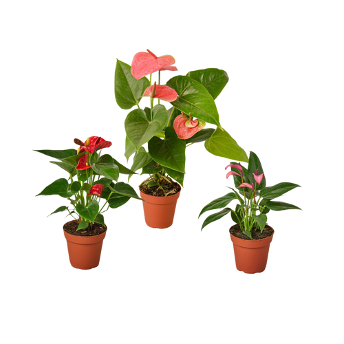 3 Anthurium Variety Pack- All Different Colors - 4 Pots