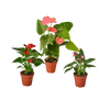 3 Anthurium Variety Pack- All Different Colors - 4 Pots