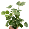 Aralia 'Balfouriana'