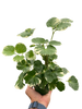 Aralia 'Balfouriana'