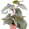 Begonia 'Frosty'