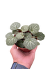 Begonia 'Strawberry'