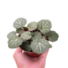 Begonia 'Strawberry'