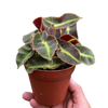 Begonia 'Striped'