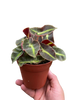 Begonia 'Striped'