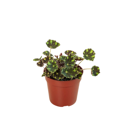 Begonia Tiger Paws - 4 Pot