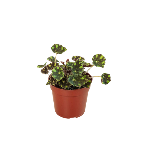 Begonia Tiger Paws - 4 Pot